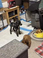 Joker APRI, a male Poodle - Toy  for sale in Orange Grove, TX – Photo 9 of 10