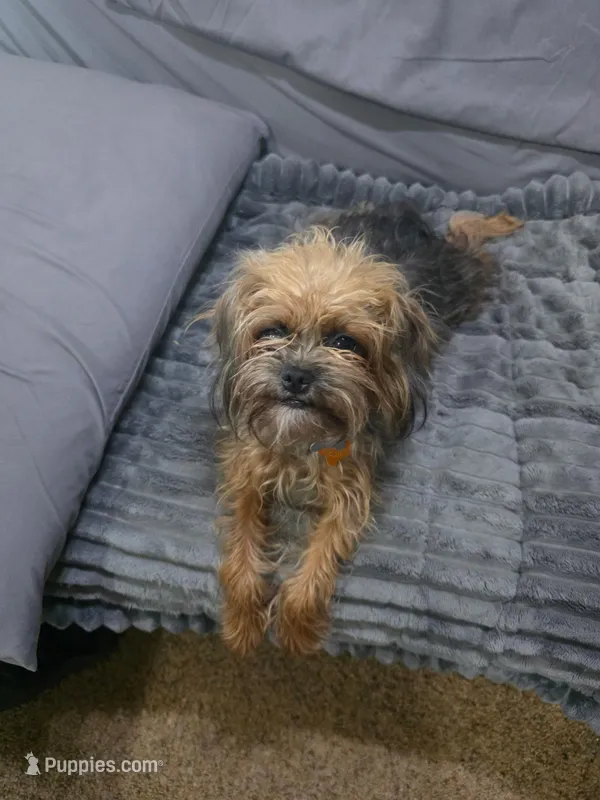 Polly – Poodle - Toy , Brussels Griffon puppy for sale in Orange Grove, TX