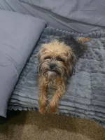 Polly, a female Poodle - Toy  and Brussels Griffon for sale in Orange Grove, TX – Photo 1 of 7