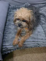 Polly, a female Poodle - Toy  and Brussels Griffon for sale in Orange Grove, TX – Photo 2 of 7