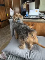 Polly, a female Poodle - Toy  and Brussels Griffon for sale in Orange Grove, TX – Photo 4 of 7