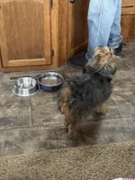 Polly, a female Poodle - Toy  and Brussels Griffon for sale in Orange Grove, TX – Photo 3 of 7