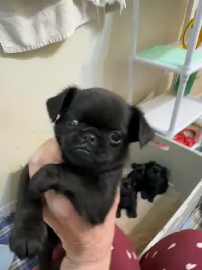 Magnus, a male Brussels Griffon for sale in Orange Grove, TX – 4 of 4