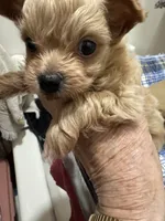 Nemo, a male Chihuahua and Poodle - Toy  for sale in Orange Grove, TX – 7 of 9
