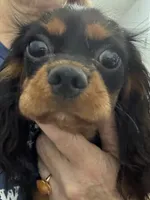 Misha, a female Cavalier King Charles Spaniel for sale in Orange Grove, TX – 3 of 5