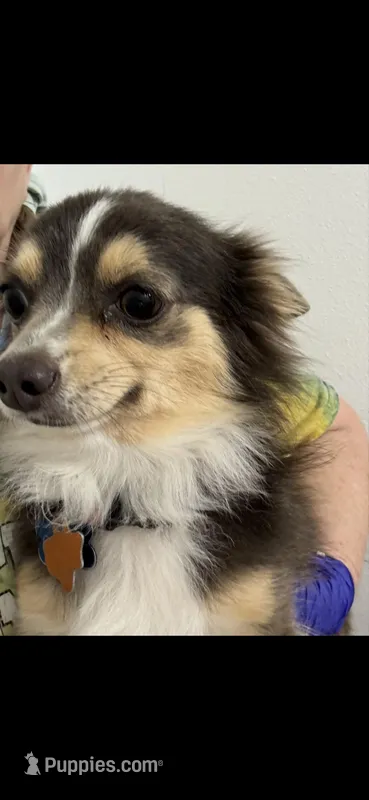 Chichibean – Chihuahua puppy for sale in Orange Grove, TX