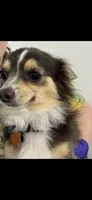 Chichibean, a female Chihuahua for sale in Orange Grove, TX – 1 of 3