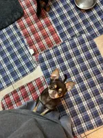 Jinx, a female Chihuahua and Brussels Griffon for sale in Orange Grove, TX – 4 of 4