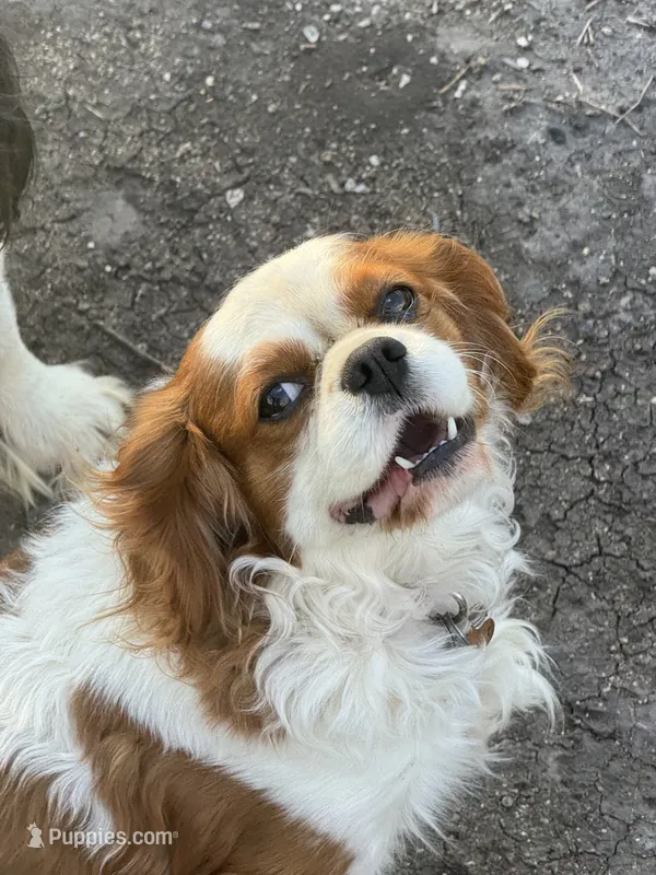Rex – Cavalier King Charles Spaniel puppy for sale in Orange Grove, TX