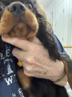 Misha, a female Cavalier King Charles Spaniel for sale in Orange Grove, TX – 5 of 5