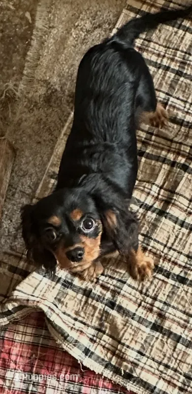 Misha – Cavalier King Charles Spaniel puppy for sale in Orange Grove, TX