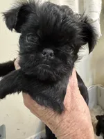 Mopsie, a female Brussels Griffon for sale in Orange Grove, TX – 3 of 5