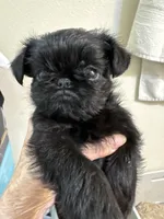 Moby, a male Brussels Griffon for sale in Orange Grove, TX – 3 of 3