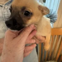 Gilmore, a male Chihuahua for sale in Orange Grove, TX – Photo 3 of 3