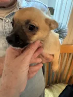 Gilmore, a male Chihuahua for sale in Orange Grove, TX – Photo 8 of 10