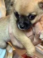 Gilmore, a male Chihuahua for sale in Orange Grove, TX – Photo 6 of 10