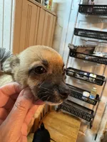 Gilmore, a male Chihuahua for sale in Orange Grove, TX – Photo 2 of 10