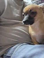 Gilmore, a male Chihuahua for sale in Orange Grove, TX – Photo 10 of 10