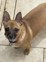 Gilmore, a male Chihuahua for sale in Orange Grove, TX – 3 of 5