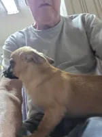 Gilmore, a male Chihuahua for sale in Orange Grove, TX – Photo 7 of 10