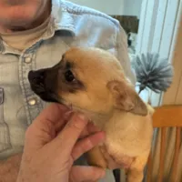 Gilmore, a male Chihuahua for sale in Orange Grove, TX – Photo 1 of 3