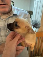 Gilmore, a male Chihuahua for sale in Orange Grove, TX – Photo 1 of 10