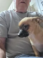 Gilmore, a male Chihuahua for sale in Orange Grove, TX – Photo 9 of 10