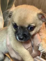 Gilmore, a male Chihuahua for sale in Orange Grove, TX – Photo 4 of 10