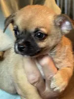 Gilmore, a male Chihuahua for sale in Orange Grove, TX – Photo 3 of 10