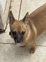Gilmore, a male Chihuahua for sale in Orange Grove, TX – 4 of 5