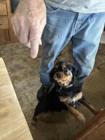 Saanvi, a female Cavalier King Charles Spaniel for sale in Orange Grove, TX – 2 of 4