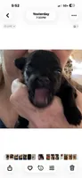 Naji, a male Poodle - Toy  for sale in Orange Grove, TX – 2 of 2