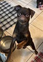 Mohan , a male Brussels Griffon for sale in Orange Grove, TX – 5 of 10