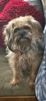 Polly, a female Poodle - Toy  and Brussels Griffon for sale in Orange Grove, TX – 8 of 9