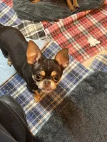 Jinx, a female Chihuahua and Brussels Griffon for sale in Orange Grove, TX – 2 of 4