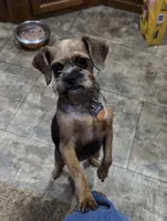 Polly, a female Brussels Griffon for sale in Orange Grove, TX – 3 of 3
