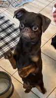 Mohan , a male Brussels Griffon for sale in Orange Grove, TX – 8 of 10