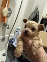 Nemo, a male Chihuahua and Poodle - Toy  for sale in Orange Grove, TX – 6 of 9
