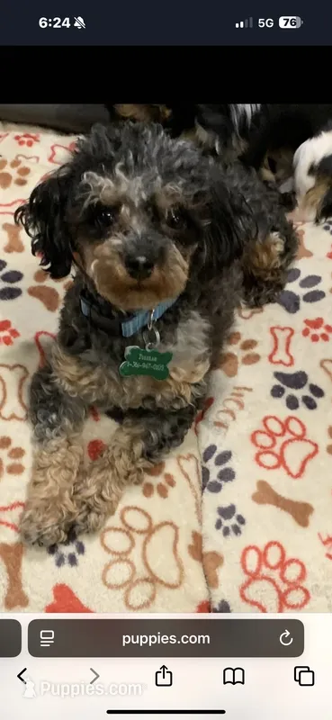 Talulah – Poodle - Toy  puppy for sale in Orange Grove, TX