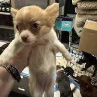 Marley, a female Chihuahua for sale in Orange Grove, TX – Photo 2 of 2