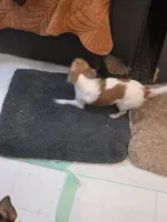 Marley, a female Chihuahua for sale in Orange Grove, TX – Photo 4 of 4