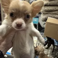 Marley, a female Chihuahua for sale in Orange Grove, TX – Photo 1 of 2