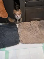 Marley, a female Chihuahua for sale in Orange Grove, TX – Photo 3 of 4