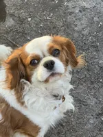 Rex, a male Cavalier King Charles Spaniel for sale in Orange Grove, TX – 2 of 3