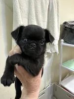 Magnus, a male Brussels Griffon for sale in Orange Grove, TX – 2 of 4