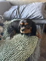Saanvi, a female Cavalier King Charles Spaniel for sale in Orange Grove, TX – 3 of 4