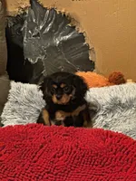 Misha, a female Cavalier King Charles Spaniel for sale in Orange Grove, TX – 2 of 5