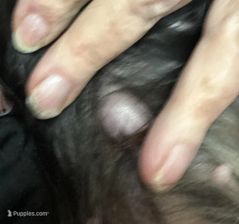 Utopia, a female Cavalier King Charles Spaniel for sale in Orange Grove, TX – Photo 1 of 4