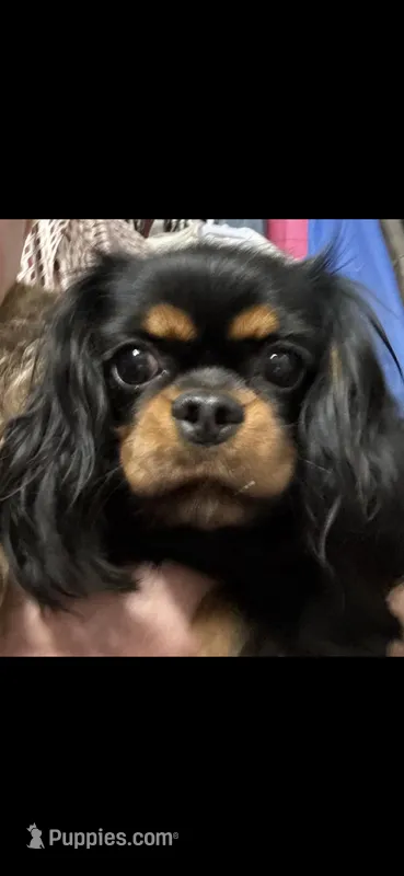 Utopia – Cavalier King Charles Spaniel puppy for sale in Orange Grove, TX