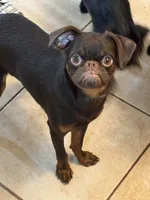 Mohan , a male Brussels Griffon for sale in Orange Grove, TX – 1 of 10